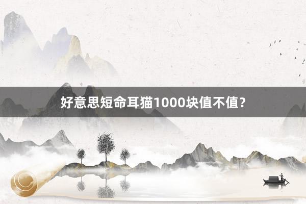 好意思短命耳猫1000块值不值？